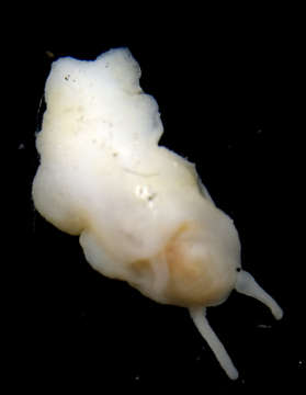 Image of Neritopsoidea