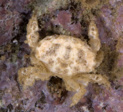 Image of Psaumis