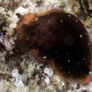 Image of Dendrodoris nigra (Stimpson 1855)