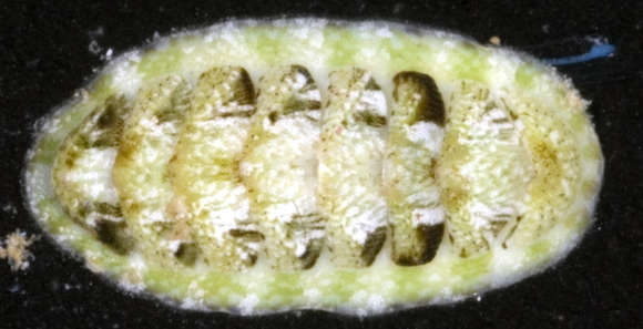 Image of Lucilina nigropunctata (Carpenter 1865)