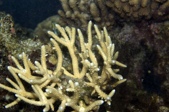 Image of staghorn corals