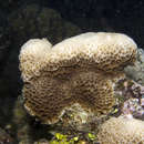 Image of Gardiner's coral