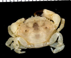 Image of <i>Etisus demani</i>