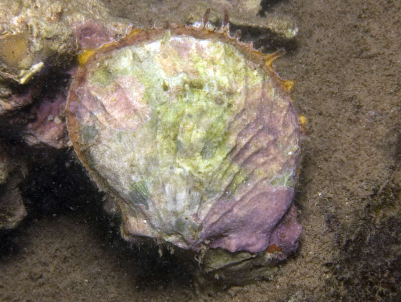 Image of Spondylus violacescens Lamarck 1819