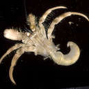 Image of pale anemone hermit crab