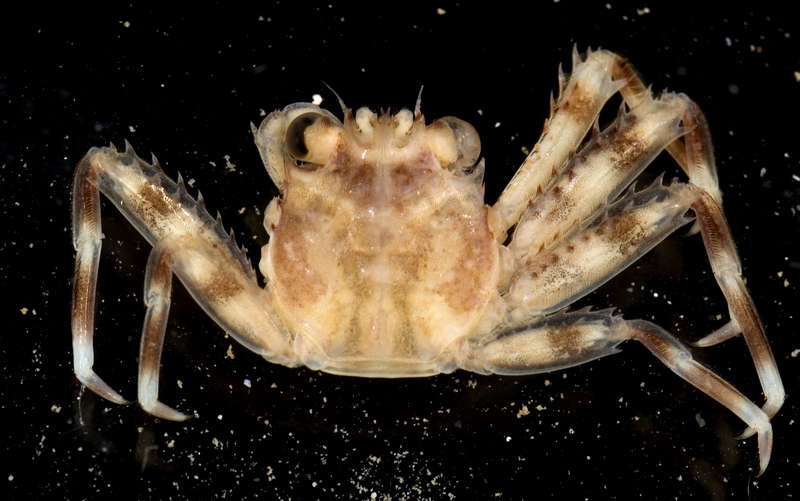 Image of Flat Crabs