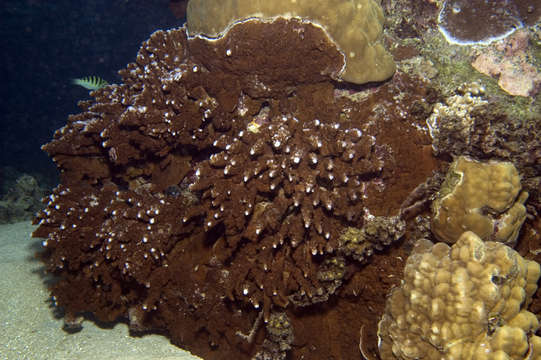 Image of staghorn corals