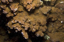 Image of staghorn corals