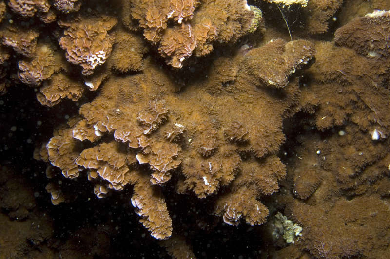 Image of staghorn corals