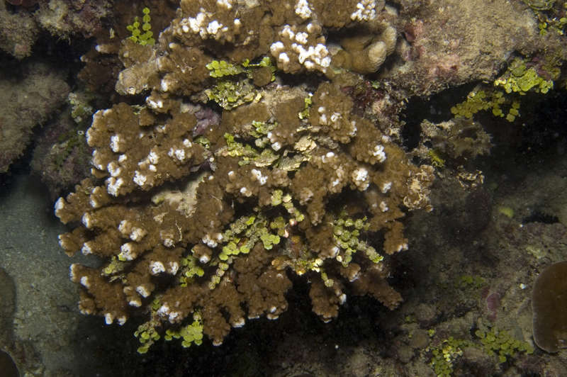 鹿角珊瑚科的圖片