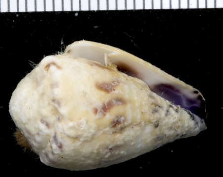 Image of cone snails