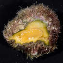 Image of digitate Pacific drupe