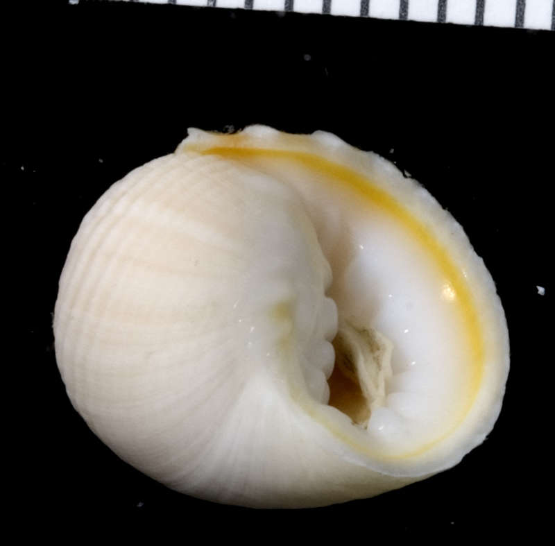 Image of Cycloneritimorpha