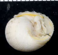 Image of Cycloneritimorpha