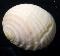 Image of Cycloneritimorpha