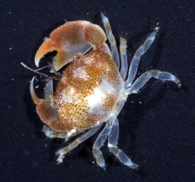 صورة Cherusius triunguiculatus (Borradaile 1902)