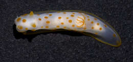 Image of Gymnodorididae