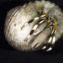 Image of Seurat's hermit crab