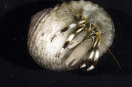 Image of Seurat's hermit crab