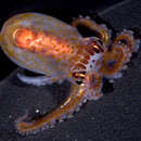 Image of Octopus bocki Adam 1941