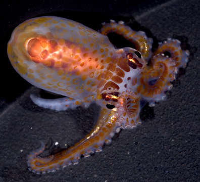 Image of Octopus