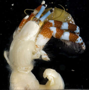 Image of blue-knuckled hermit