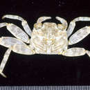 Image of Natal lightfoot crab