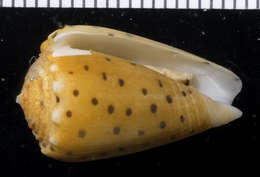 Image of cone snails