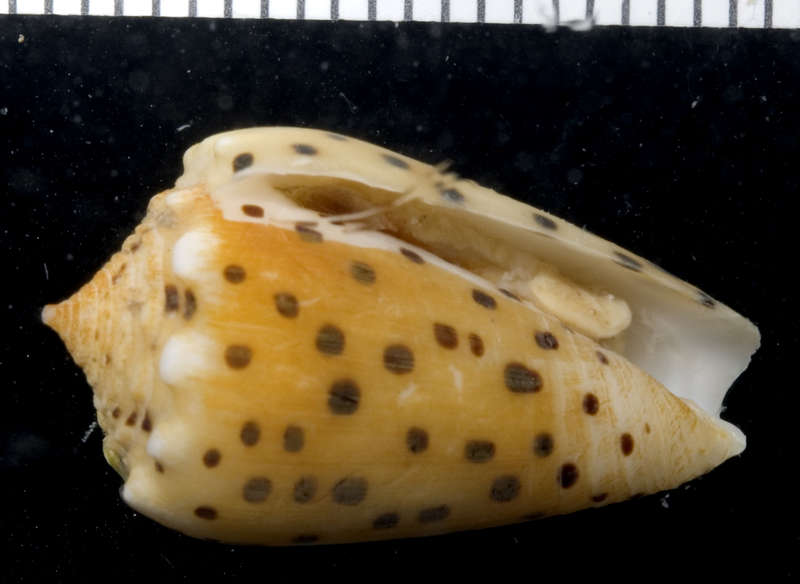 Image of cone snails