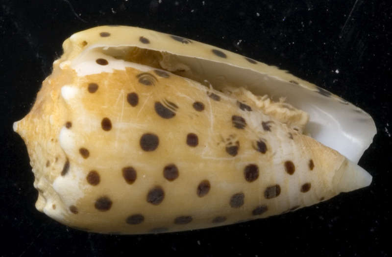 Image of cone snails