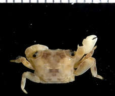 Image of pleated rock crab