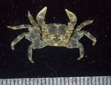 Image of pleated rock crab