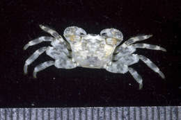 Image of pleated rock crab