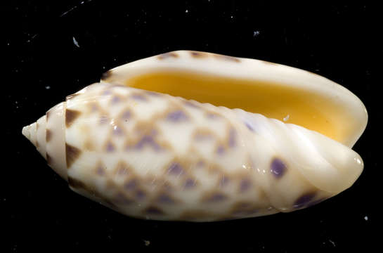 Image of <i>Oliva annulata</i>