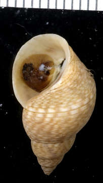 Image of Mangrove periwinkles