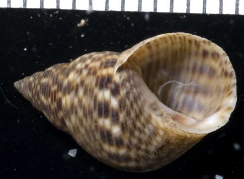 Image of Mangrove periwinkles