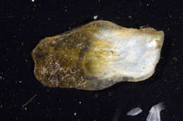 Image of pod tree oyster