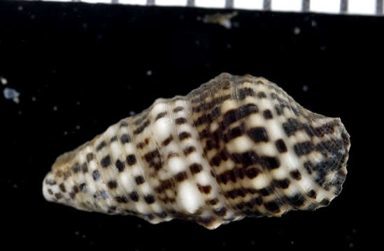 Image of Cerithium punctatum Bruguière 1792