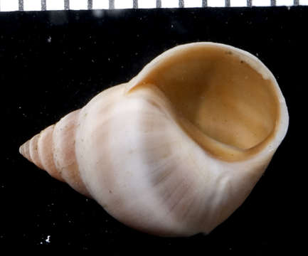 Image of Mangrove periwinkles