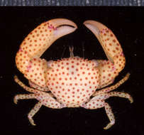 Image of red-spotted guard crab