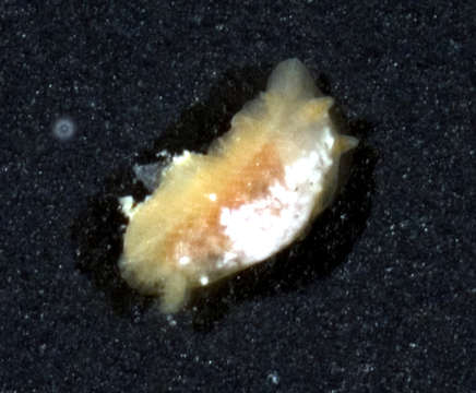 Image of Dendrodoris Ehrenberg 1831