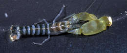 Image of green-banded snapping shrimp