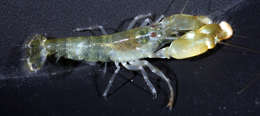 Image of brownbar snapping shrimp