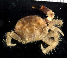 Image of <i>Cyclodius ungulatus</i>