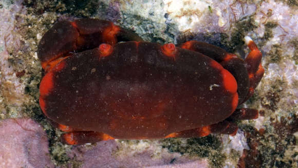 Image of <i>Liomera cinctimana</i>