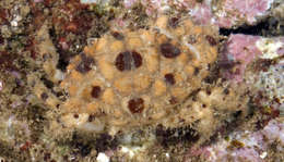 Image of <i>Paractaea rufopunctata illusoria</i>