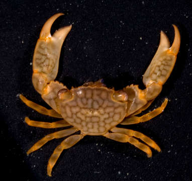 Image of orange coral guard crab