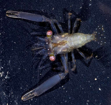 Image of Harpiliopsis