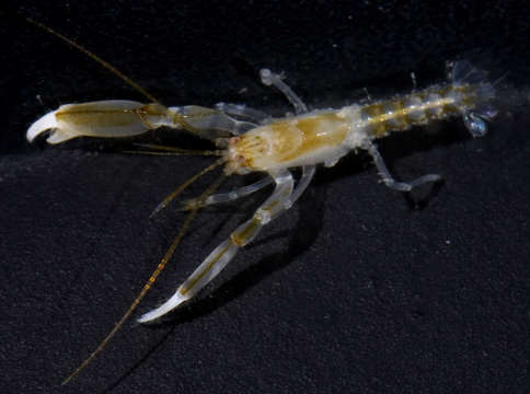 Image of ghost shrimps