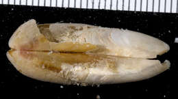 Image of Lithophaginae